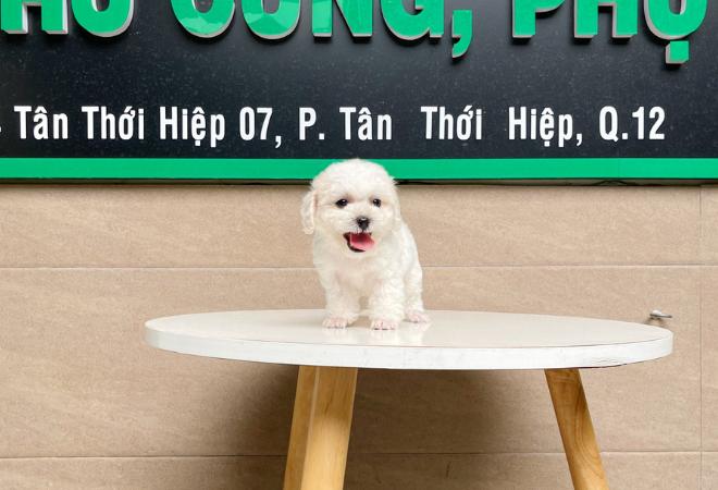 Poodle Tiny - Màu Trắng (MS 01)
