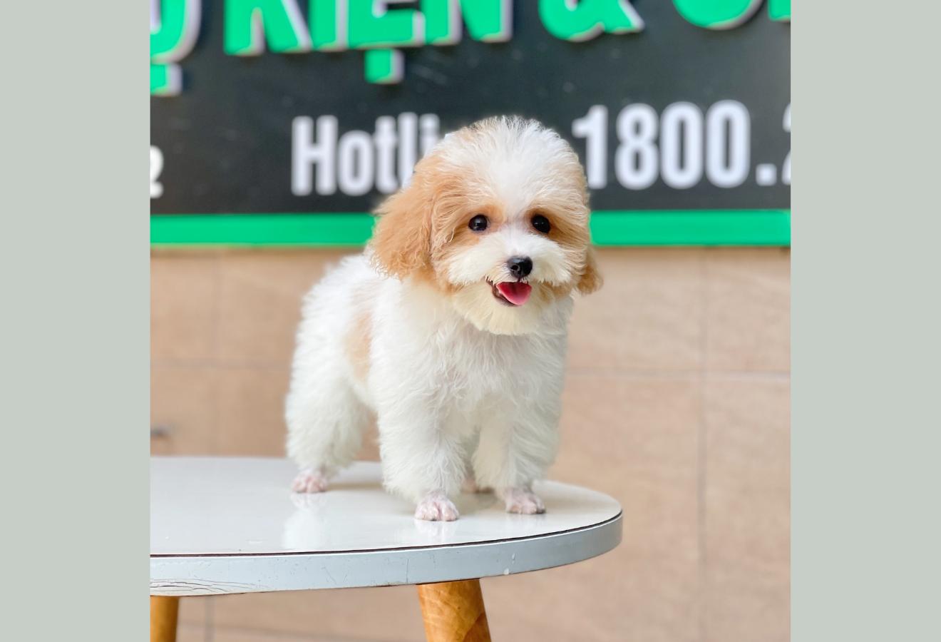 Poodle Tiny - Màu Bò Mơ (MS 02)