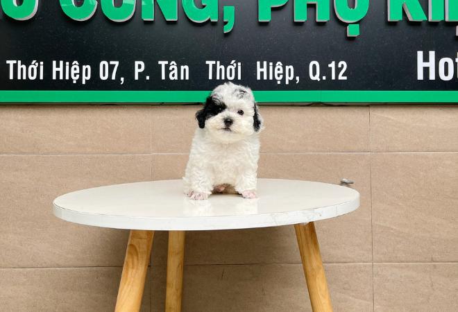 Poodle Tiny - Màu Bò Sữa (MS 02)