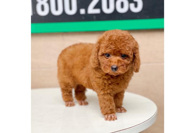 Poodle Tiny - Màu Nâu (MS 03)