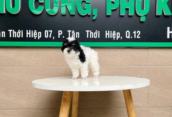 Poodle Toy - Màu Bò Sữa (MS 01)