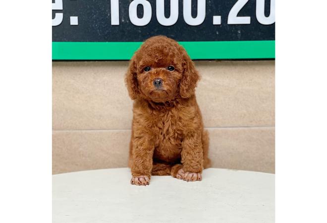 Poodle Toy - Màu Nâu (MS 01)