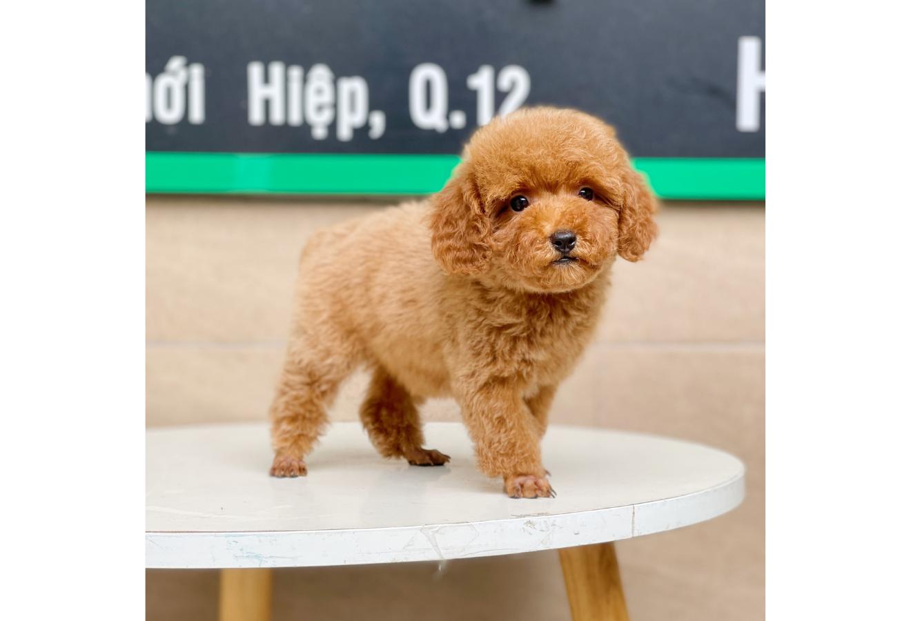 Poodle Toy - Màu Nâu (MS 02)