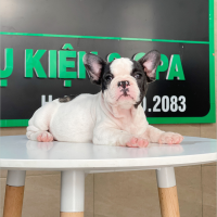 Bull Pháp - Màu Bò Sữa (MS 02)