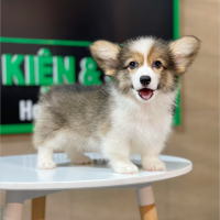 Corgi Lông Dài - Màu Tricolor (MS 01)