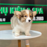Corgi Lông Dài - Màu Tricolor (MS 02)