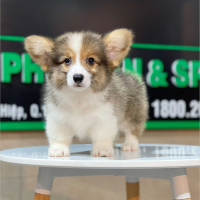 Corgi Lông Dài - Màu Tricolor (MS 02)