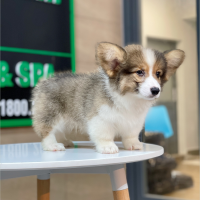 Corgi Lông Dài - Màu Tricolor (MS 02)