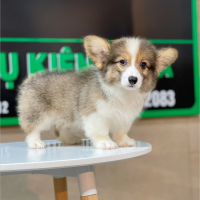 Corgi Lông Dài - Màu Tricolor (MS 02)