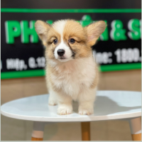 Corgi Lông Dài - Màu Vàng (MS 08)