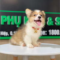 Corgi Lông Dài - Màu Vàng (MS 09)