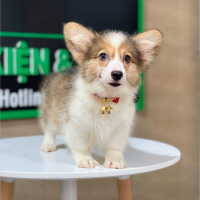 Corgi Lông Dài - Màu Vàng (MS 09)