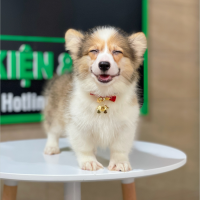Corgi Lông Dài - Màu Vàng (MS 09)