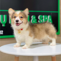 Corgi Lông Dài - Màu Vàng (MS 09)