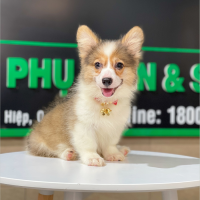 Corgi Lông Dài - Màu Vàng (MS 09)