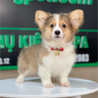 Corgi Lông Dài - Màu Vàng (MS 10)