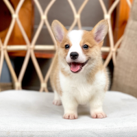 Corgi Lông Ngắn - Màu Vàng (MS 06)