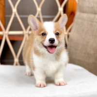 Corgi Lông Ngắn - Màu Vàng (MS 06)