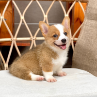 Corgi Lông Ngắn - Màu Vàng (MS 08)