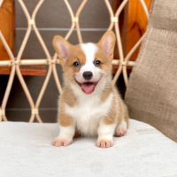 Corgi Lông Ngắn - Màu Vàng (MS 08)