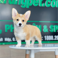 Corgi Lông Ngắn - Màu Vàng (MS 05)