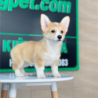 Corgi Lông Ngắn - Màu Vàng (MS 05)