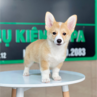 Corgi Lông Ngắn - Màu Vàng (MS 05)