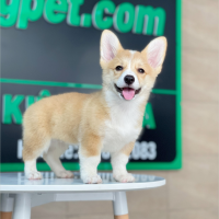 Corgi Lông Ngắn - Màu Vàng (MS 05)