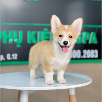 Corgi Lông Ngắn - Màu Vàng (MS 05)