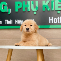 Golden Retriever - Màu Vàng Đậm (MS 01)