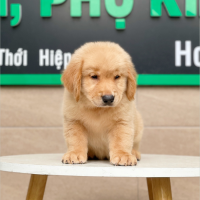 Golden Retriever - Màu Vàng Đậm (MS 04)