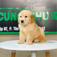 Golden Retriever - Màu Vàng Đậm (MS 12)