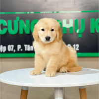Golden Retriever - Màu Vàng Đậm (MS 12)