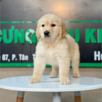 Golden Retriever - Màu Vàng Đậm (MS 13)