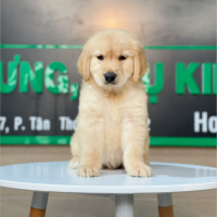 Golden Retriever - Màu Vàng Đậm (MS 13)