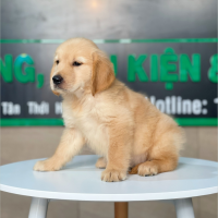Golden Retriever - Màu Vàng Đậm (MS 14)