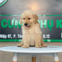 Golden Retriever - Màu Vàng Đậm (MS 19)