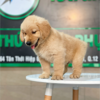 Golden Retriever - Màu Vàng Đậm (MS 19)