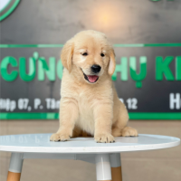 Golden Retriever - Màu Vàng Đậm (MS 20)