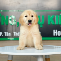 Golden Retriever - Màu Vàng Kem (MS 05)
