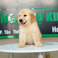 Golden Retriever - Màu Vàng Kem (MS 05)