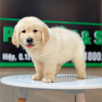 Golden Retriever - Màu Vàng Kem (MS 07)