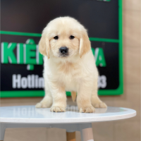 Golden Retriever - Màu Vàng Kem (MS 07)
