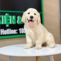 Golden Retriever - Màu Vàng Kem (MS 08)