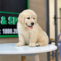 Golden Retriever - Màu Vàng Kem (MS 09)