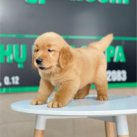 Golden Retriever - Màu Đỏ Bò (MS 03)