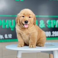 Golden Retriever - Màu Đỏ Bò (MS 03)