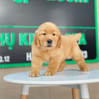 Golden Retriever - Màu Đỏ Bò (MS 03)