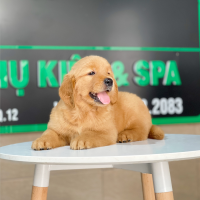 Golden Retriever - Màu Đỏ Bò (MS 03)