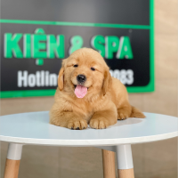 Golden Retriever - Màu Đỏ Bò (MS 03)